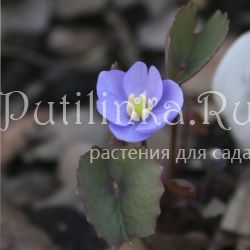 Джефферсония сомнительная (Jeffersonia dubia)