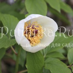 Пион Витмана (Paeonia wittmanniana)