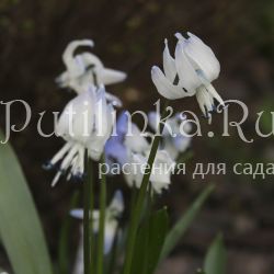 Пролеска Розена (Scilla rosenii)