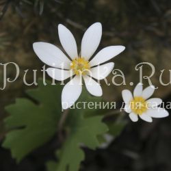 Сангвинария канадская (Sanguinaria canadensis)*