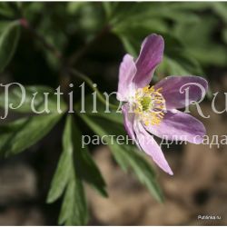 Анемона дубравная Kentish Pink (Anemone nemorosa Kentish Pink)