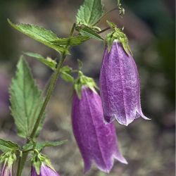 Колокольчик точечный Purple (Campanula takesimana 'Purple')