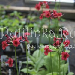 Примула японская красная (Primula japonica)