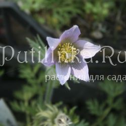 Прострел готландский  (Pulsatilla vulgaris ssp.gotlandica)