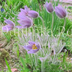 Прострел готландский  (Pulsatilla vulgaris ssp.gotlandica)
