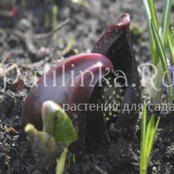 Симплокарпус  вонючий ( Symplocarpus foetidus)