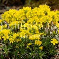 Драба вечнозеленая (Draba aizoides Napoleon)