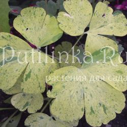 Аквилегия обыкновенная вариегатная (Aquilegia vulgaris Variegata)