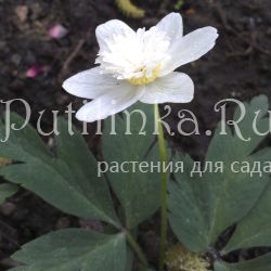 Анемона  дубравная Vestal (Anemone nemorosa Vestal)