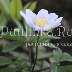 Анемона дубравная Robinsoniana (Anemone nemorosa Robinsoniana)