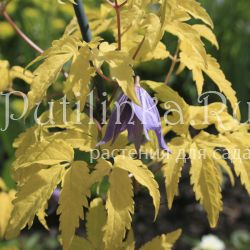 Клематис Stolwijk Gold ( Clematis Stolwijk Gold)