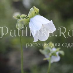 Кодонопсис бутанский (Codonopsis bhutanica)