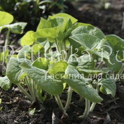 Копытень канадский (Asarum canadense)