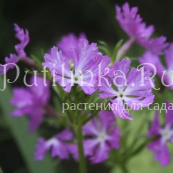 Примула Зибольда Blazing Star (Primula sieboldii  Blazing Star)