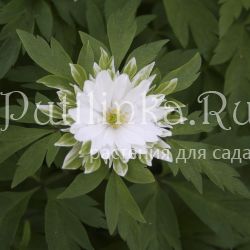 Анемона  дубравная Bracteata Plena (Anemone nemorosa Bracteata Plena)