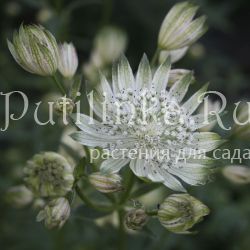 Астранция большая  White Giant (Astrantia major White Giant)