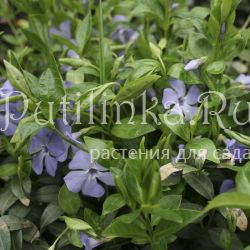 Барвинок малый (Vinca minor )