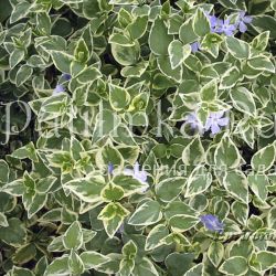 Барвинок малый Variegata ( Vinca minor Variegata)