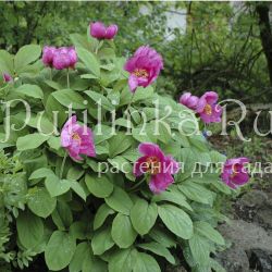 Пион кавказский (Paeonia caucasica)