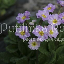 Примула бесстебельная Avondale (Primula vulgaris Avondale)