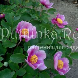 Пион крымский (Paeonia daurica)