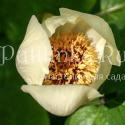 Пион Стевена (Paeonia steveniana)