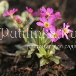 Примула розовая (Primula rosea)