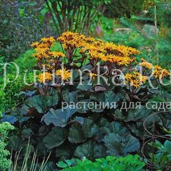 Бузульник зубчатый Britt Marie Crawford (Ligularia dentata Britt Marie Crawford)*