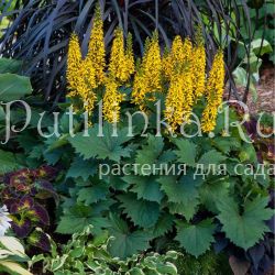 Бузульник узкоголовчатый The Little Rocket (Ligularia The Little Rocket)*