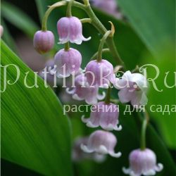 Ландыш майский Rosea (Convallaria majalis Rosea)*