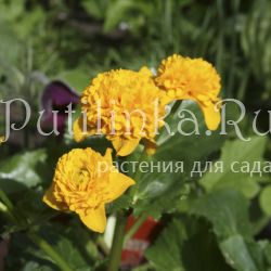 Калужница болотная махровая (Caltha palustris f. Pleno)*