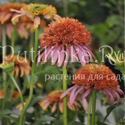 Эхинацея Guayava Ice (Echinacea Guayava Ice)*