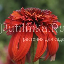 Эхинацея Hot Papaya (Echinacea Hot Papaya)*