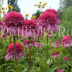 Эхинацея Razzmatazz (Echinacea Razzmatazz)*