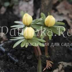 Эрантис зимний или Весенник (Eranthis hyemalis)