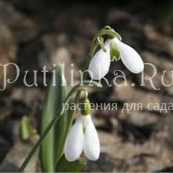 Подснежник (Galanthus)