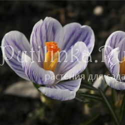 Крокус Pickwick (Crocus Pickwick)