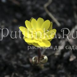 Адонис амурский (Adonis amurensis)