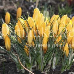 Крокус желтый (Crocus Yellow)