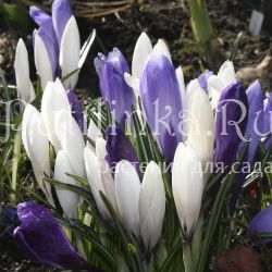 Крокус бело и голубой (Crocus)