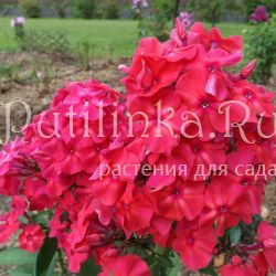 Флокс метельчатый Амазонка (Егорова В)*