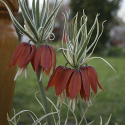 Рябчик императорский Aureomarginata (Fritillaria imperialis Aureomarginata)