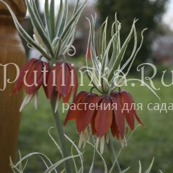 Рябчик императорский Aureomarginata (Fritillaria imperialis Aureomarginata)