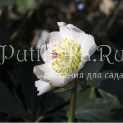 Морозник черный подвид крупноцветковый (Helleborus niger var.macranthus)