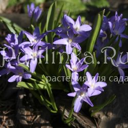 Хионодокса Люцилии (Chionodoxa luciliae)