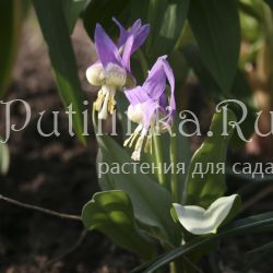 Кандык европейский  (Erythronium dens-canis)