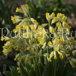 Примула крупночашечковая (Primula macrocalyx)