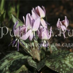 Кандык европейский  (Erythronium dens-canis)2