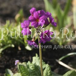 Примула нежная mix (Primula amoena)