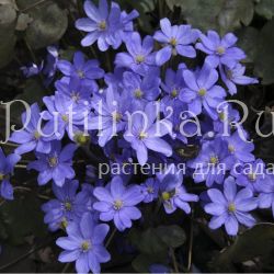 Печеночница благородная голубая (Hepatica nobilis)